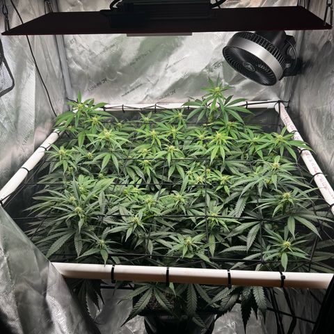 Ethos Super Lemon Reg #2 growlog timeline photo