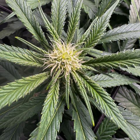 Ethos Super Lemon Reg #2 growlog timeline photo