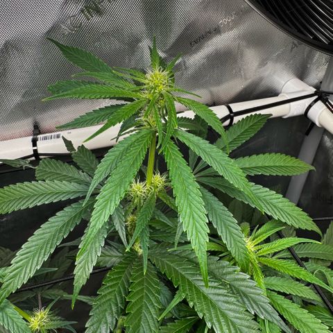 Ethos Super Lemon Reg #2 growlog timeline photo