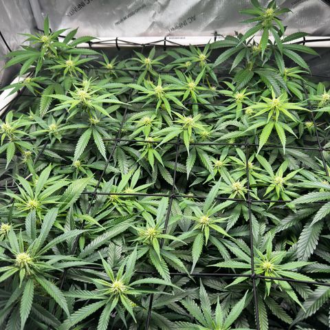 Ethos Super Lemon Reg #2 growlog timeline photo