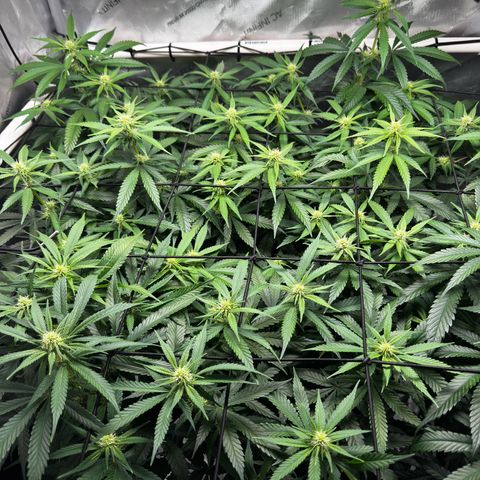 Ethos Super Lemon Reg #2 growlog timeline photo