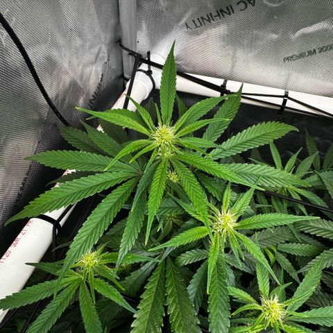 Ethos Super Lemon Reg #2 growlog timeline photo