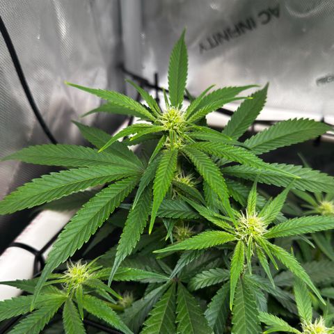 Ethos Super Lemon Reg #2 growlog timeline photo