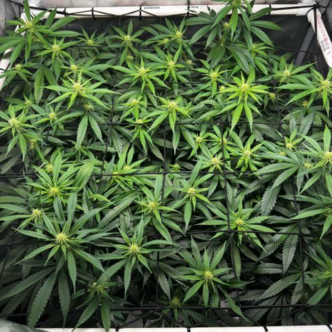 Ethos Super Lemon Reg #2 growlog timeline photo