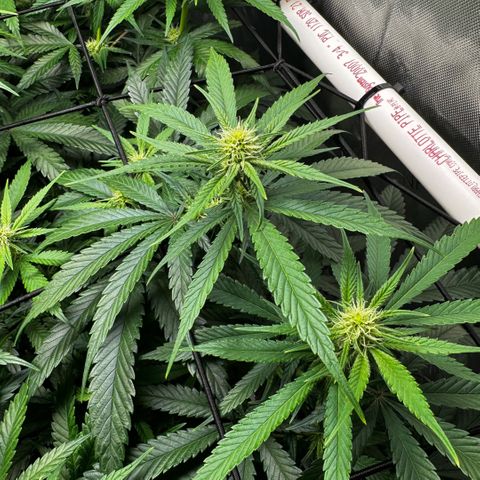 Ethos Super Lemon Reg #2 growlog timeline photo