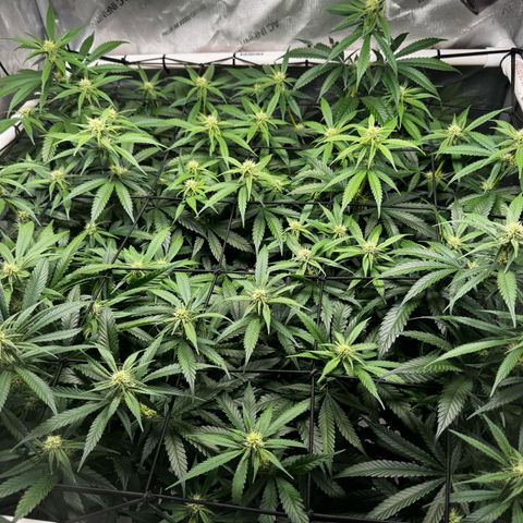 Ethos Super Lemon Reg #2 growlog timeline photo