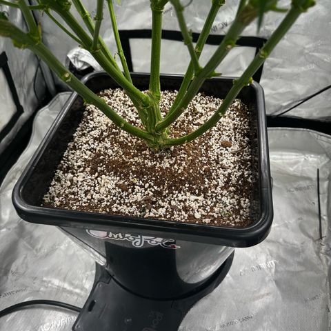 Ethos Super Lemon Reg #2 growlog timeline photo