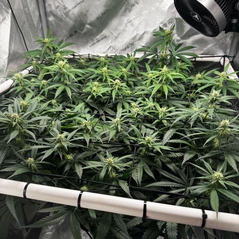 Ethos Super Lemon Reg #2 growlog timeline photo