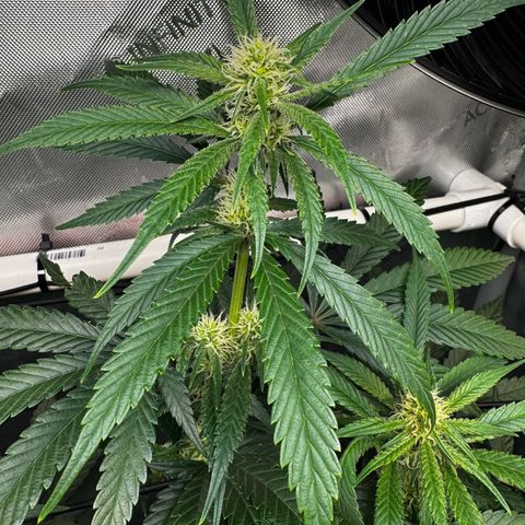 Ethos Super Lemon Reg #2 growlog timeline photo
