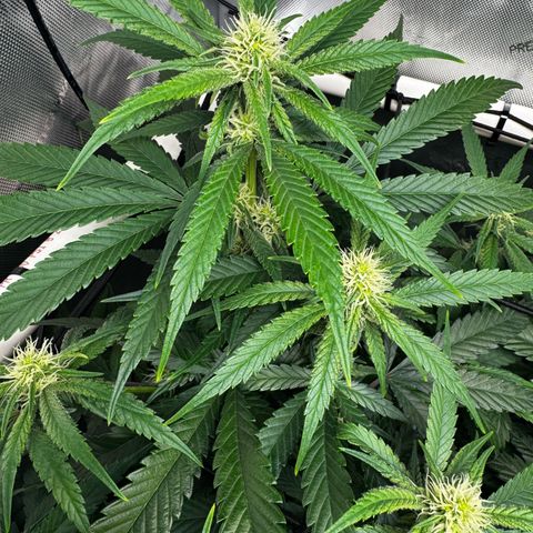 Ethos Super Lemon Reg #2 growlog timeline photo