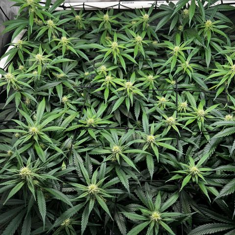 Ethos Super Lemon Reg #2 growlog timeline photo