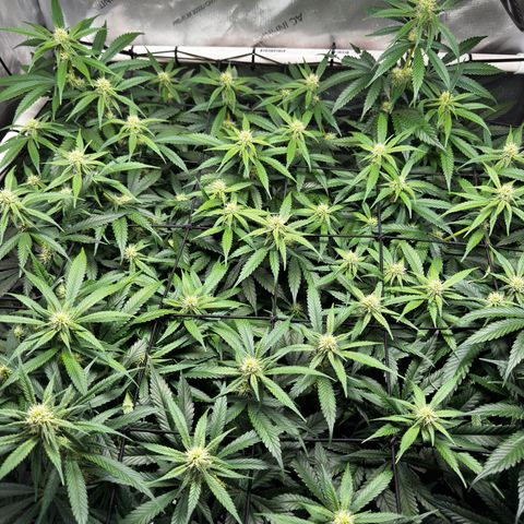 Ethos Super Lemon Reg #2 growlog timeline photo