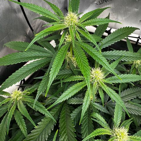 Ethos Super Lemon Reg #2 growlog timeline photo