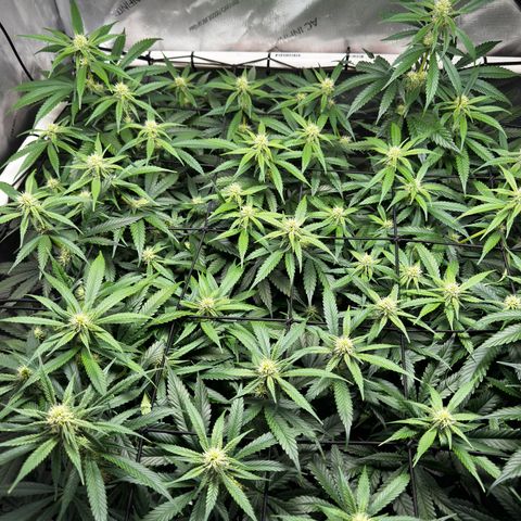 Ethos Super Lemon Reg #2 growlog timeline photo