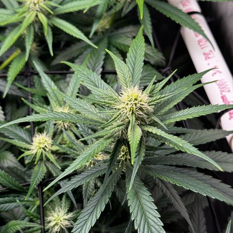 Ethos Super Lemon Reg #2 growlog timeline photo