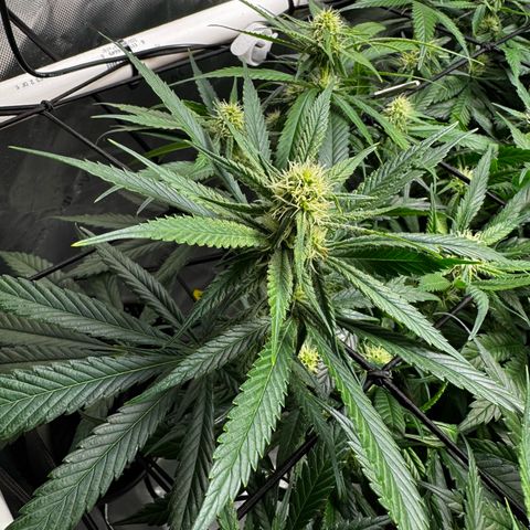 Ethos Super Lemon Reg #2 growlog timeline photo