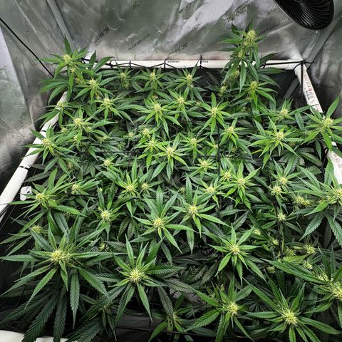 Ethos Super Lemon Reg #2 growlog timeline photo
