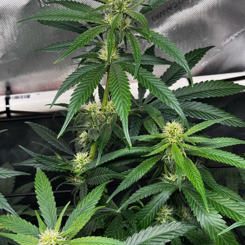 Ethos Super Lemon Reg #2 growlog timeline photo