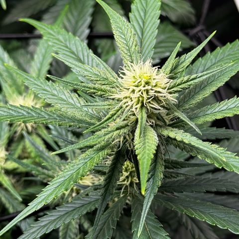 Ethos Super Lemon Reg #2 growlog timeline photo