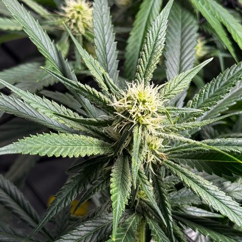 Ethos Super Lemon Reg #2 growlog timeline photo