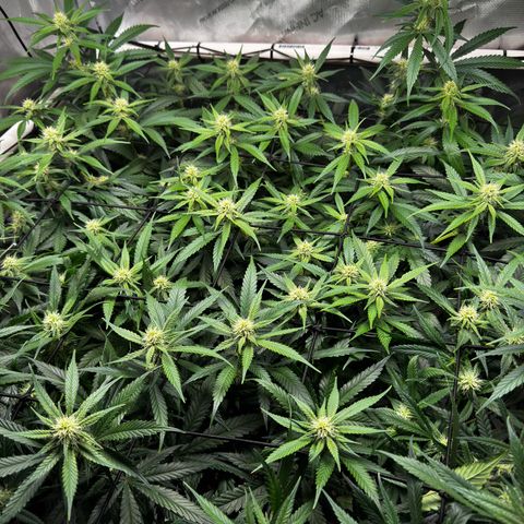 Ethos Super Lemon Reg #2 growlog timeline photo