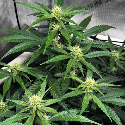 Ethos Super Lemon Reg #2 growlog timeline photo