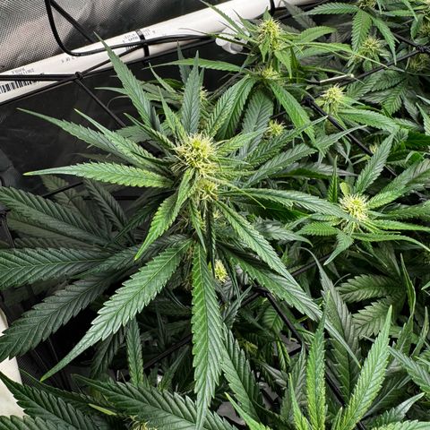 Ethos Super Lemon Reg #2 growlog timeline photo