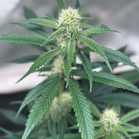 Ethos Super Lemon Reg #2 growlog timeline photo
