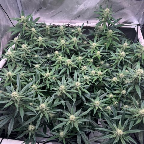 Ethos Super Lemon Reg #2 growlog timeline photo
