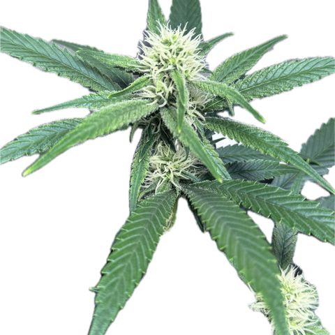 Ethos Super Lemon Reg #2 growlog timeline photo