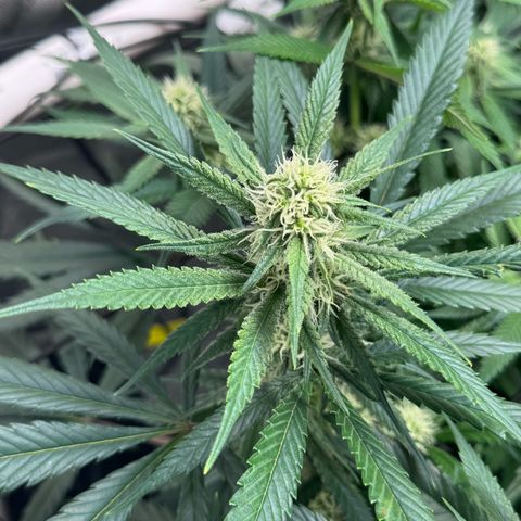 Ethos Super Lemon Reg #2 growlog timeline photo