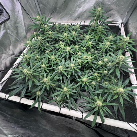 Ethos Super Lemon Reg #2 growlog timeline photo
