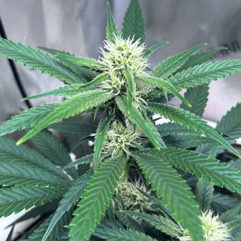 Ethos Super Lemon Reg #2 growlog timeline photo