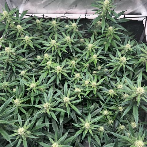 Ethos Super Lemon Reg #2 growlog timeline photo