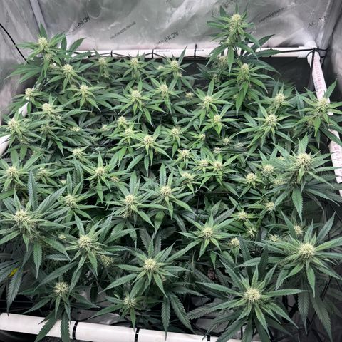 Ethos Super Lemon Reg #2 growlog timeline photo