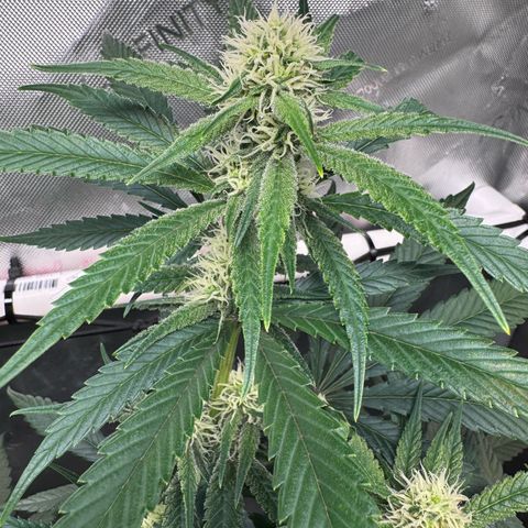 Ethos Super Lemon Reg #2 growlog timeline photo