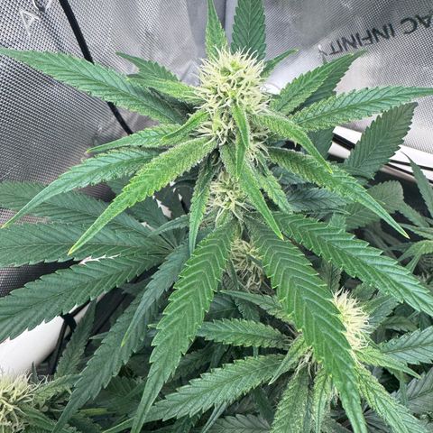 Ethos Super Lemon Reg #2 growlog timeline photo