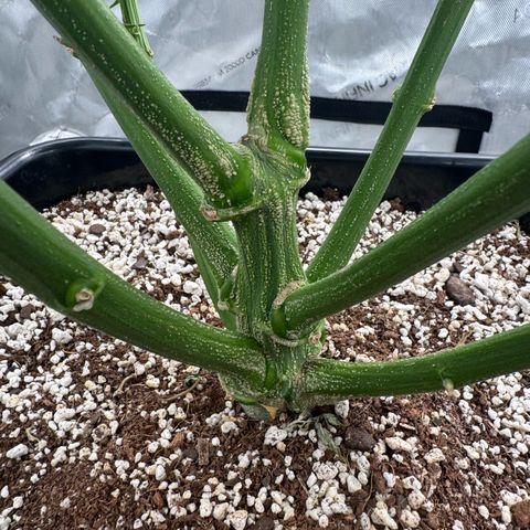 Ethos Super Lemon Reg #2 growlog timeline photo