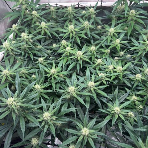 Ethos Super Lemon Reg #2 growlog timeline photo