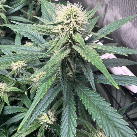 Ethos Super Lemon Reg #2 growlog timeline photo