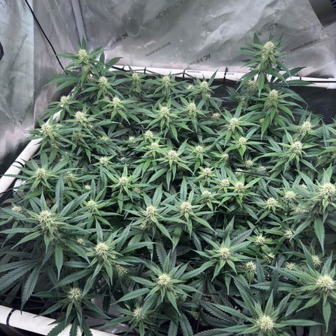 Ethos Super Lemon Reg #2 growlog timeline photo