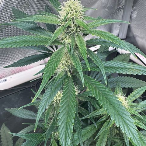 Ethos Super Lemon Reg #2 growlog timeline photo