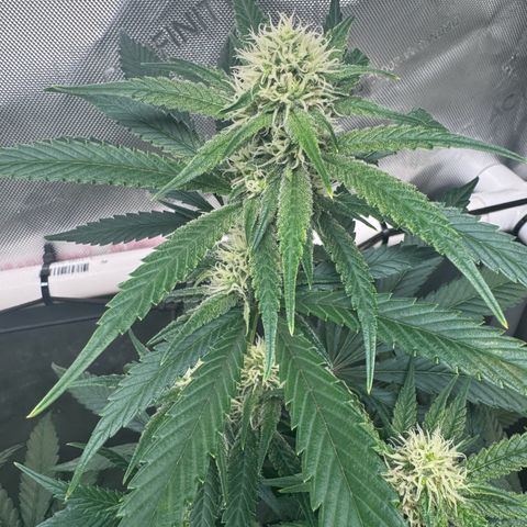 Ethos Super Lemon Reg #2 growlog timeline photo