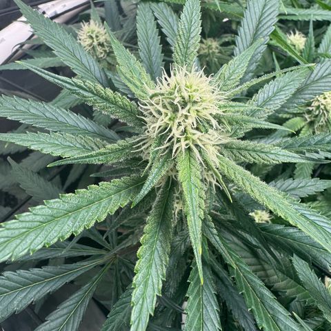 Ethos Super Lemon Reg #2 growlog timeline photo