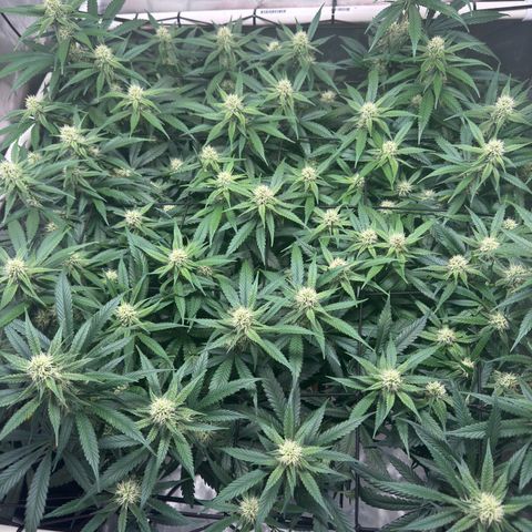 Ethos Super Lemon Reg #2 growlog timeline photo