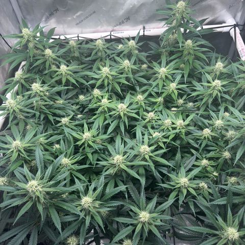 Ethos Super Lemon Reg #2 growlog timeline photo