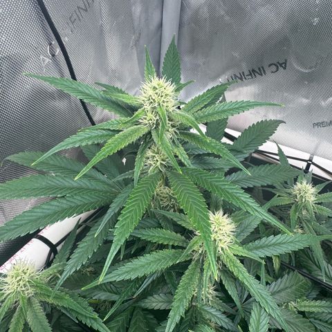 Ethos Super Lemon Reg #2 growlog timeline photo