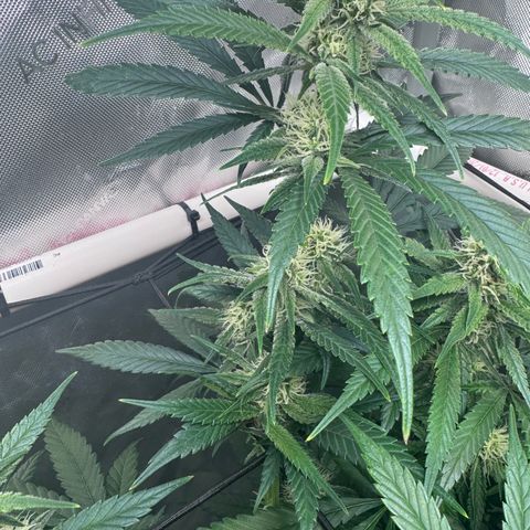 Ethos Super Lemon Reg #2 growlog timeline photo