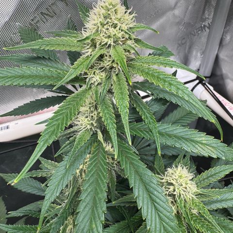 Ethos Super Lemon Reg #2 growlog timeline photo