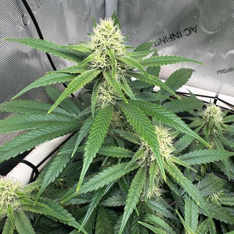 Ethos Super Lemon Reg #2 growlog timeline photo